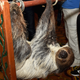 It’s the referee. A sloth. Photo:Getty